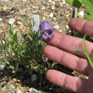 Must Have Imported Bestselling Oxytropis Pack of 10 Seeds Lambertii Lambert'S