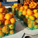 Collector's Choice Pack of 5 Seeds Limited Edition Eriobotrya Japonica Loquat,