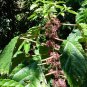 Must Have US Local Exclusive Machaeranthera Bigelovii Bigelow'S Tansyaster,