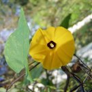 Pack of 20 Seeds Popular Pick Discounted Aristolochia Clematitis European