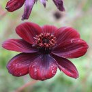 Discounted Rhododendron Occidentale Pack of Bestselling 10 Seeds Western
