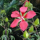 Customer Favorite Fouquieria Splendens Ocotillo, - Best Seller Pack of 10 Seeds