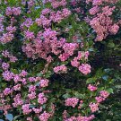 Must Have Pack of 20 Seeds Hot Sale Aliciella Subnuda Coral Gilia,