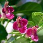 Sent From US Top Quality Hibiscus Mutabilis Double Cotton Rose, Pack of 25