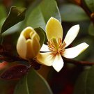 Pack of 150 Seeds Best Seller Rhododendron Maximum Great Laurel, Premium