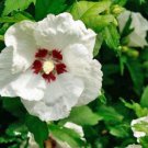 Akebia Quinata Silver Bells, - Top Quality Pack of 5 Seeds Limited Edition
