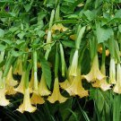 Rare Find Pack of 10 Seeds Discounted Dasylirion Wheeleri Blue Sotol,