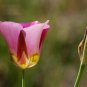 Top Quality Pack of 200 Seeds Papaver Rhoeas Corn Poppy,