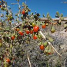 Have Exclusive Special Offer Bixa Pack of 20 Seeds Orellana Anatto, Hybrid