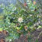 of 10 Seeds Cassia Fistula Golden Shower Tree, - Bestselling Heirloom