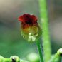 Top Quality Rubus Pack of Limited Stock 20 Seeds Ursinus California Blackberry,