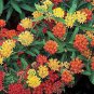 Pack of 100 Seeds Eriodictyon Crassifolium Thick Leaf Yerba Santa, Highly Rated