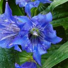 Impatiens Pack of 10 Seeds Glandulifera Pink, New Arrival
