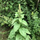 seeds 1000 (.25g) mullein(verbascum thapsus) from east arizona