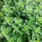 seeds greek oregano | 2,000 heirloom - non-gmo
