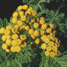 seeds tansy herb