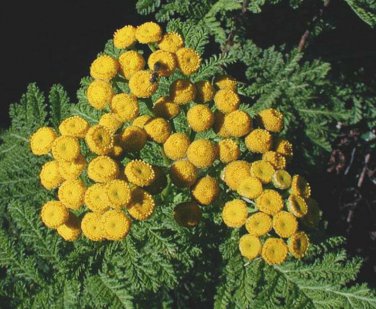 seeds tansy herb