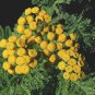 seeds tansy herb
