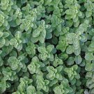 seeds 1000 greek oregano | attracts butterflies, aromatic - herbs