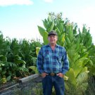 seeds virginia gold tobacco 200
