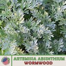 1000 wormwood seeds, artemisia absinthium, absinthe herb, bitters, medicinal