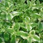 1000 seeds pineapple mint * rare herb medicinal aroma