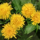 2000 seeds dandelion ( taraxacum officinale )