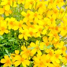 20 seeds mexican mint mosquito insect repellent marigold herb medicinal non-gmo