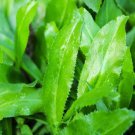 500 seeds 8 culantro | recao ngò gai cilantro| coriander wks to germinat