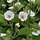 seeds 100 marshmallow - althea officinalis || non-gmo ship