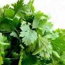 seeds 200 cilantro - common heirloom organic non gmo ---- fresh
