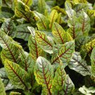 seeds red veined sorrel | heirloom - non-gmo herb
