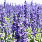 seeds 800 hyssop - officinalis perennial hummingbird plant & medicinal non-gmo