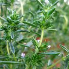500 seeds savory - summer herb grown non gmo