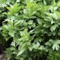 200 lovage seeds-non gmo-open pollinated-medicinal ship.