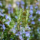 seeds 25 rosemary - culinary perennial garden container herb ship