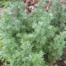 seeds 1000 absinthe wormwood (artemisia absinthium) | perennial -