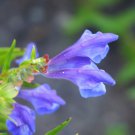 250 seeds scutellaria baicalensis - baikal scullcap medicinal herb