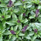 1000 seeds cinammon basil ocimum basilicum herb non-gmo