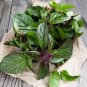 seeds 500 thai basil (ocimum basilicum) | non- gmo heirloom - ship