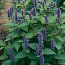 1000 seeds anise hyssop non-gmo seller