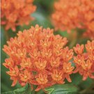 60 plus butterfly milkweed seeds-open pollinated-non gmo