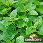 seeds lemon mint | 1,000 heirloom - non-gmo