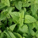seeds catnip | 2,000 heirloom - non-gmo