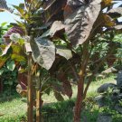 seeds stem amaranth (data shak ) - bhutan soft light red asian spinach 9000