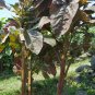 seeds stem amaranth (data shak ) - bhutan soft light red asian spinach 9000