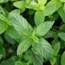 seeds 500 peppermint , non-gmo, aromatic perennial,
