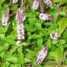 seeds spearmint 150 fresh