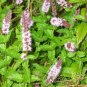 seeds spearmint 150 fresh