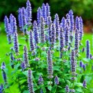 seeds 200 korean mint spring perennial herb mosquito insect repellent hardy